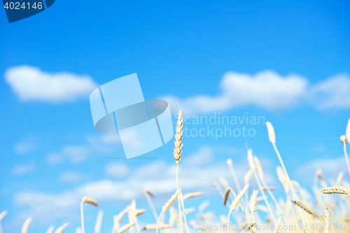 Image of golden wheat ears
