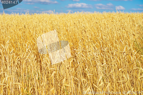 Image of golden wheat field