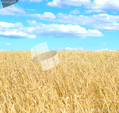 Image of golden wheat field