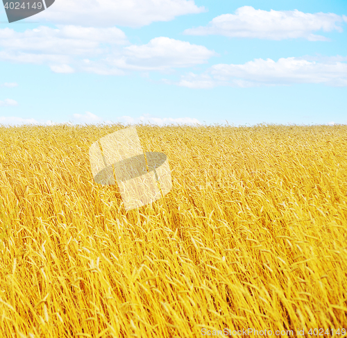 Image of golden wheat field