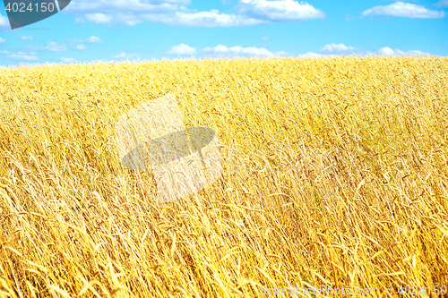 Image of golden wheat field