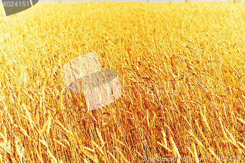 Image of golden wheat field