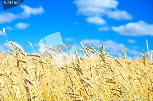 Image of golden wheat field