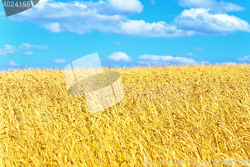 Image of golden wheat field