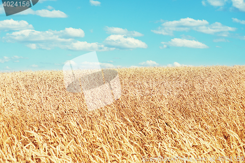 Image of golden wheat field