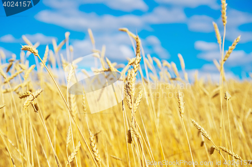 Image of golden wheat field