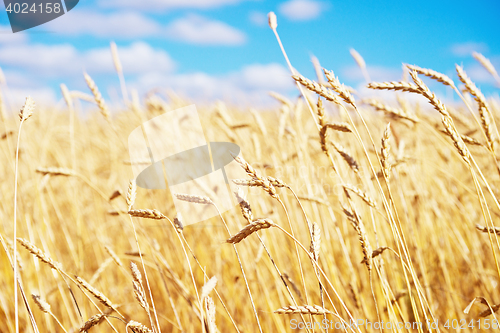 Image of golden wheat field