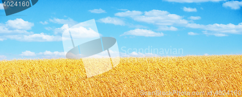 Image of golden wheat field