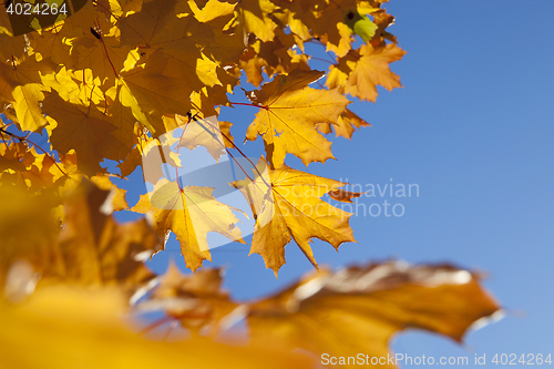 Image of autumn in the park