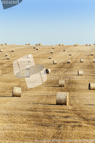 Image of haystacks in a field of straw