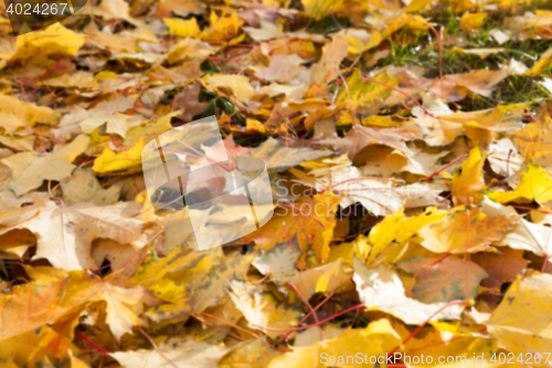 Image of autumn in the park