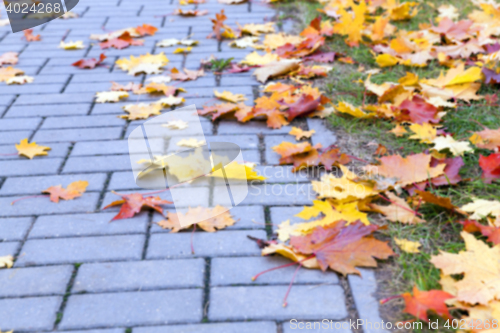 Image of autumn in the park