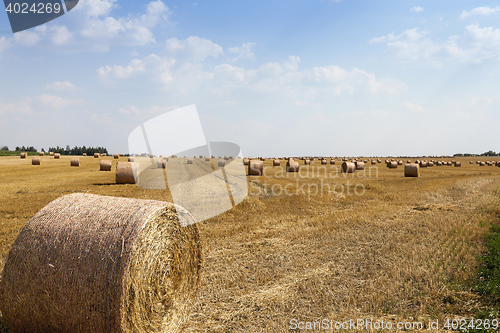 Image of agricultural field with cereal