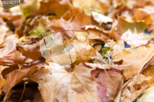 Image of autumn in the park