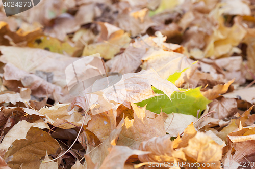 Image of fallen leaves in autumn