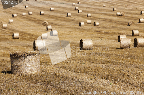 Image of haystacks in a field of straw