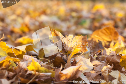 Image of autumn in the park