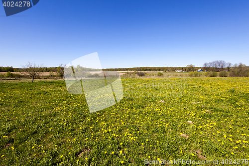 Image of green vegetation, field