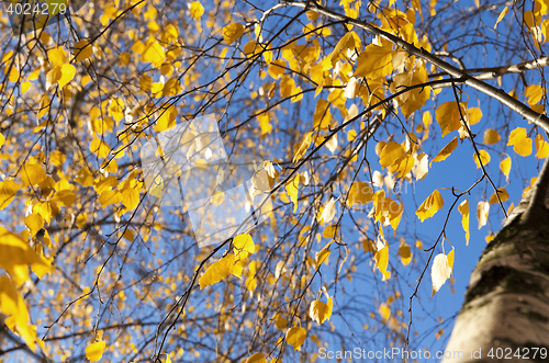 Image of yellow foliage, autumn