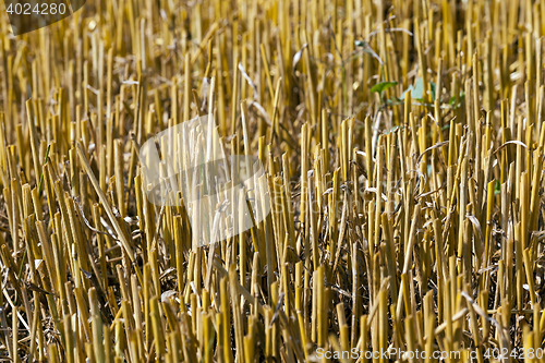 Image of haystacks in a field of straw