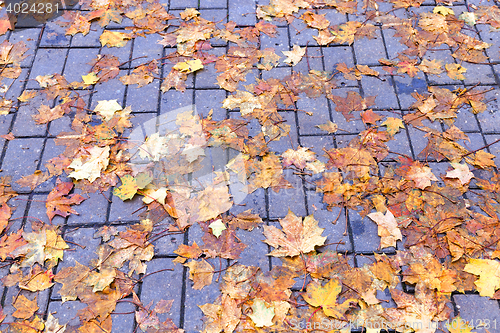 Image of leaves on the sidewalk, autumn