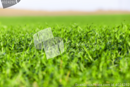 Image of young grass plants, close-up