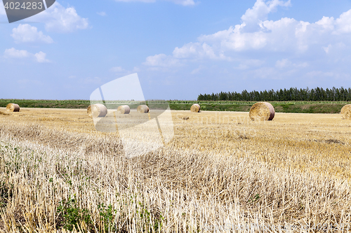 Image of agricultural field with cereal