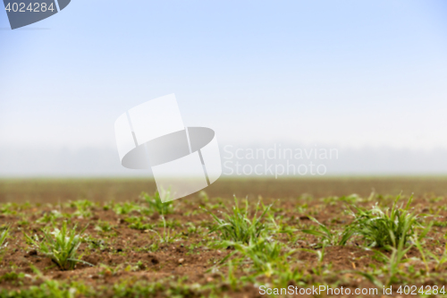 Image of young grass plants, close-up