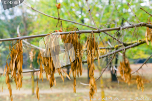 Image of autumn in the park