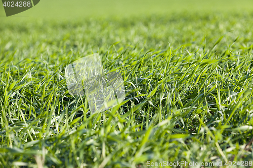 Image of young grass plants, close-up