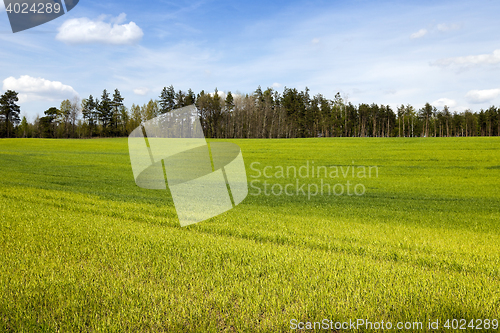 Image of wheat field in spring
