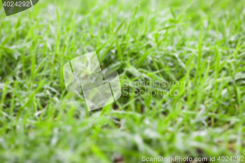 Image of young grass plants, close-up