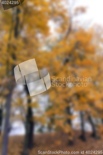 Image of autumn in the park