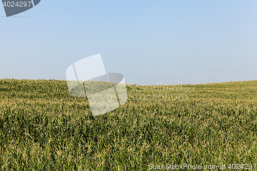 Image of Field of green corn