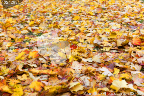 Image of autumn in the park