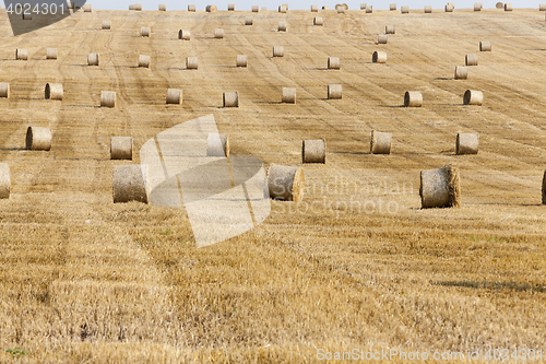 Image of haystacks in a field of straw