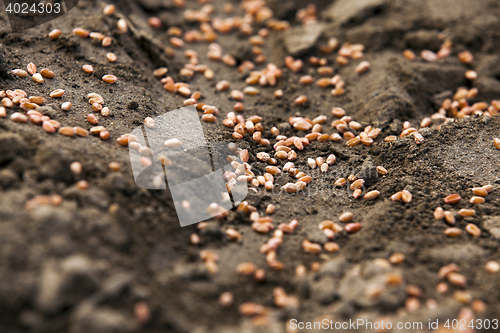 Image of plowed land for cereal