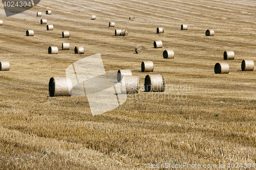 Image of haystacks in a field of straw