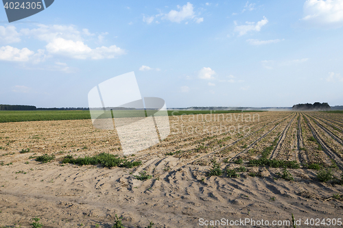 Image of Harvesting onion field