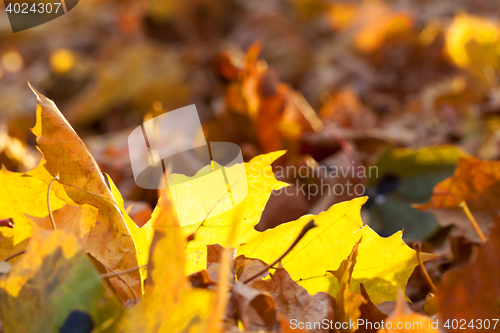 Image of autumn in the park