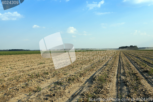 Image of Harvesting onion field