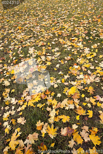 Image of foliage on grass, autumn