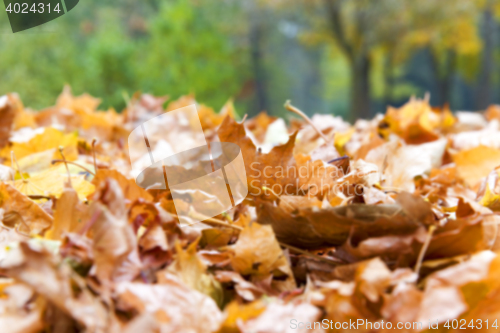 Image of autumn in the park