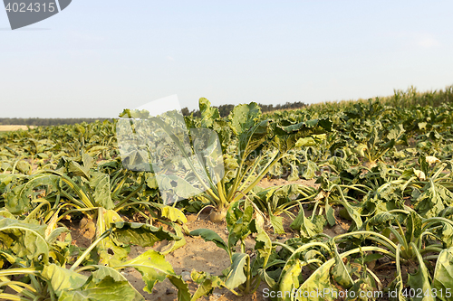 Image of sluggish sugar beet