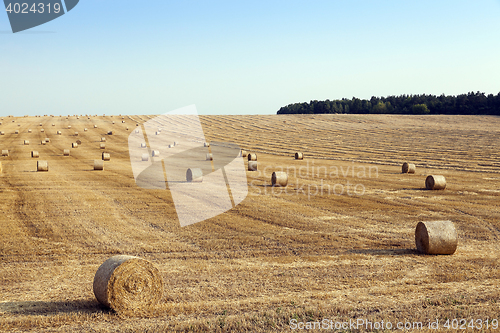 Image of field of wheat