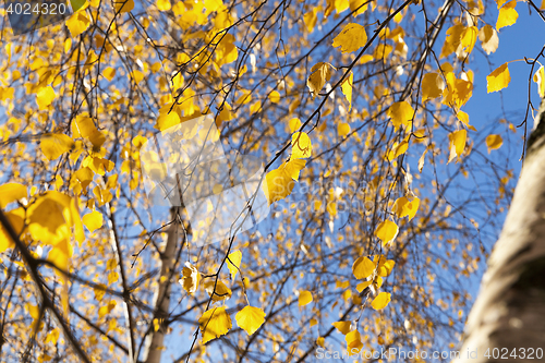 Image of yellow foliage, autumn