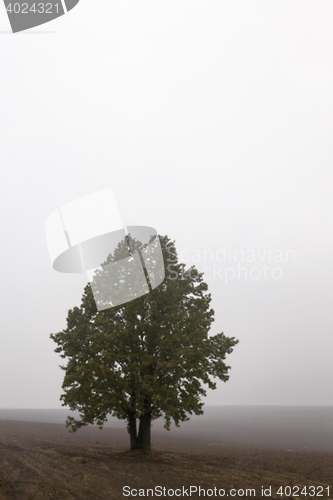 Image of tree in the field, autumn