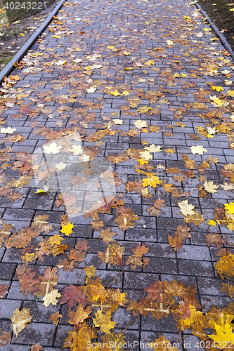 Image of leaves on the sidewalk, autumn