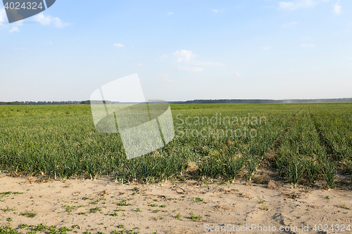 Image of field with green onions