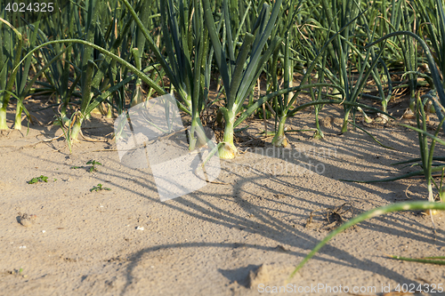 Image of field with green onions